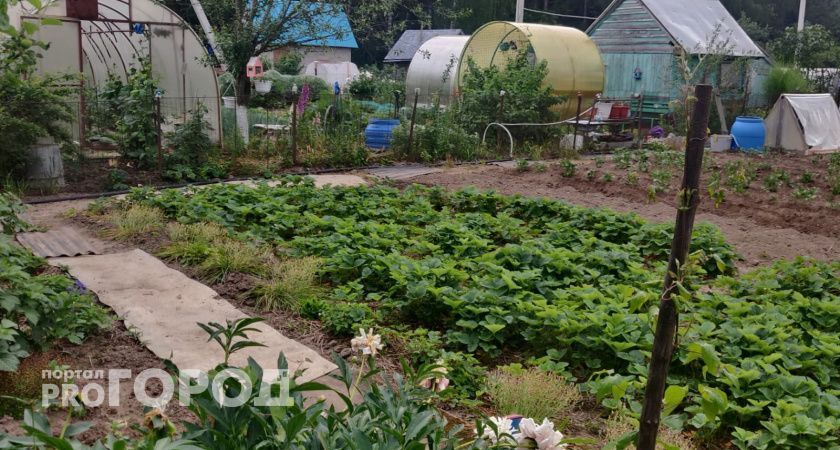 Делаю прибор из пробки от бутылки для посева морковки за 1 минуту: прореживание всходов не требуется Делаю прибор из пробки от бутылки для посева морковки за 1 минуту: прореживание всходов не требуется