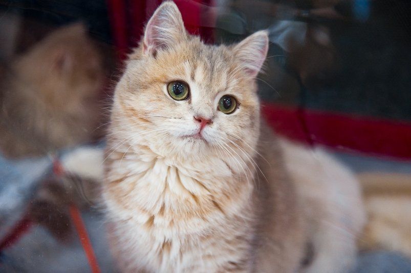 Собаки по имени Мяу: 5 самых преданных пород кошек, что навсегда будут привязаны к хозяину