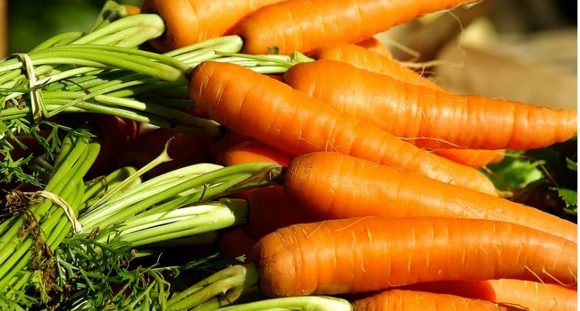 Как вырастить крупную и сочную морковь: советы по посадке и уходу