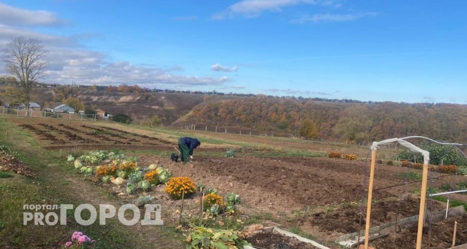 Муравьи сами разгромят муравейник: беру простую крупу и кладу в бутылку - действенный рецепт готов