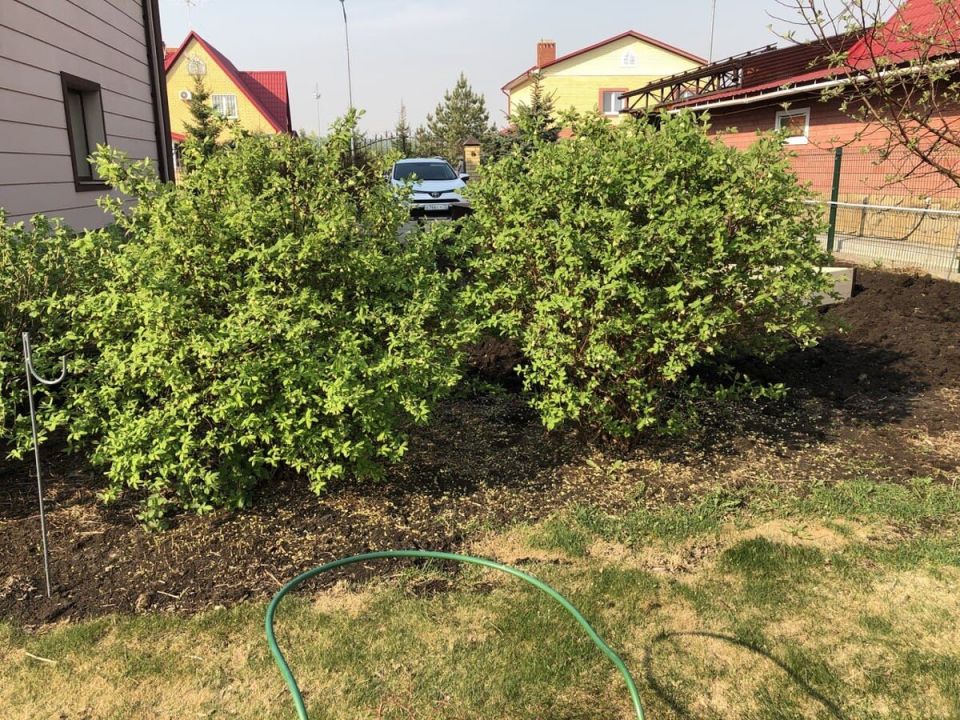 Пересадка жимолости: в ожидании урожая