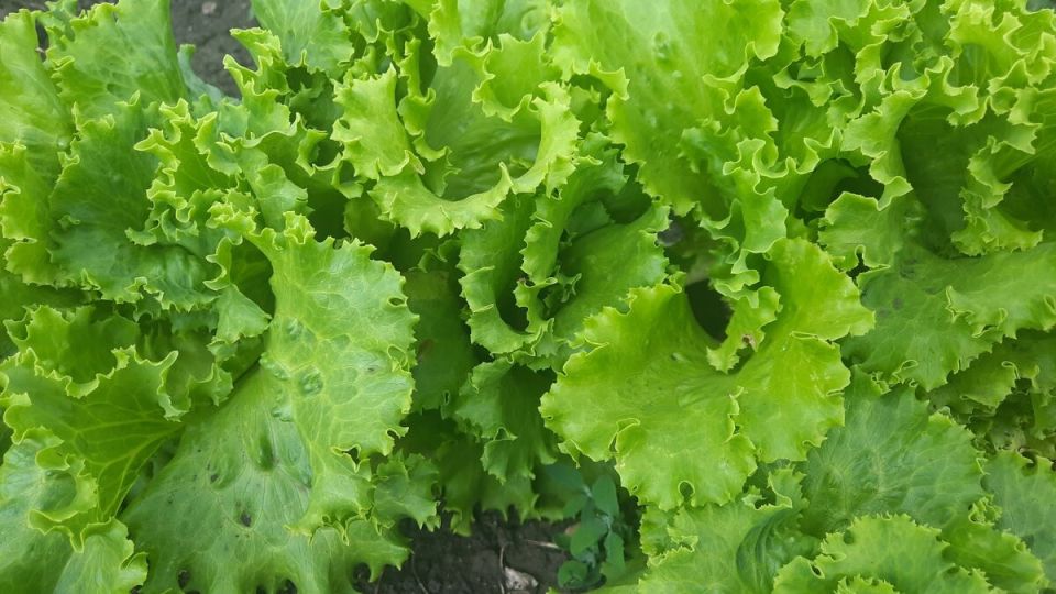 Почему дача не всегда выгоднее покупки овощей: Разрушая мифы о дачном огородничестве