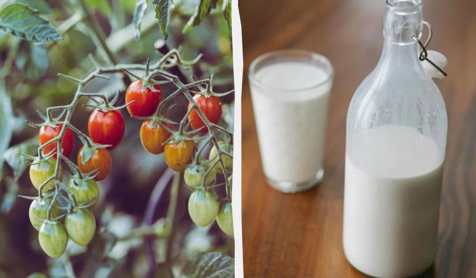 Секреты сладких томатов: как молоко и йод делают вашу грядку успешной