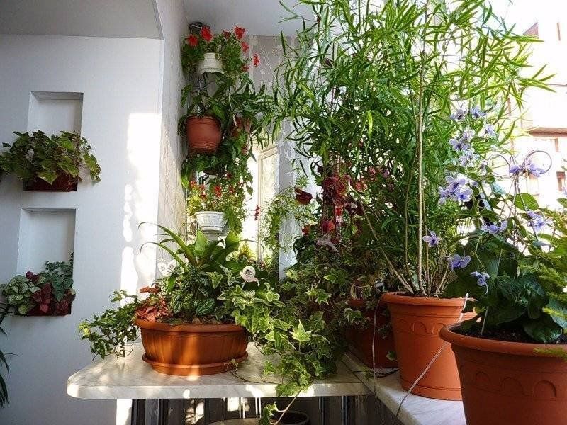 Летний уход за комнатными растениями: 5 лучших советов для цветоводов