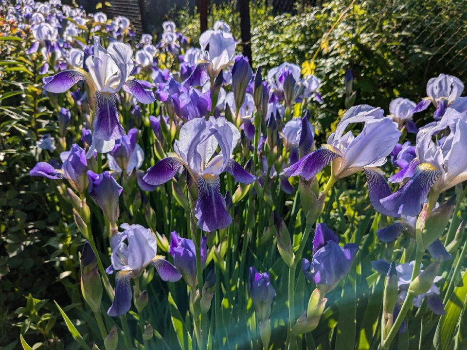 Секреты ухода за ирисами: как продлить их красоту на весь сезон