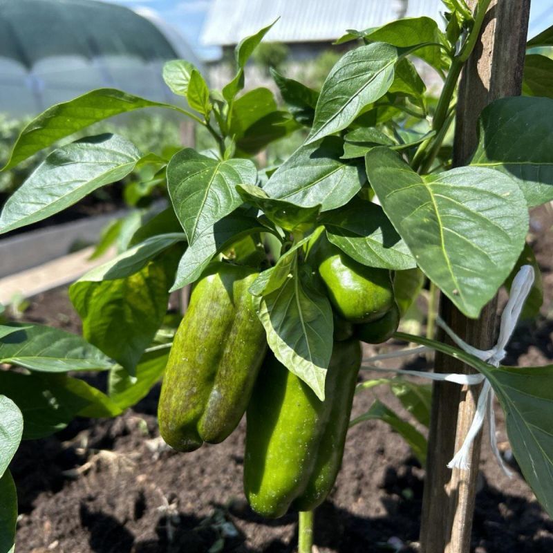 Лимонная кислота как ключ к процветанию растений