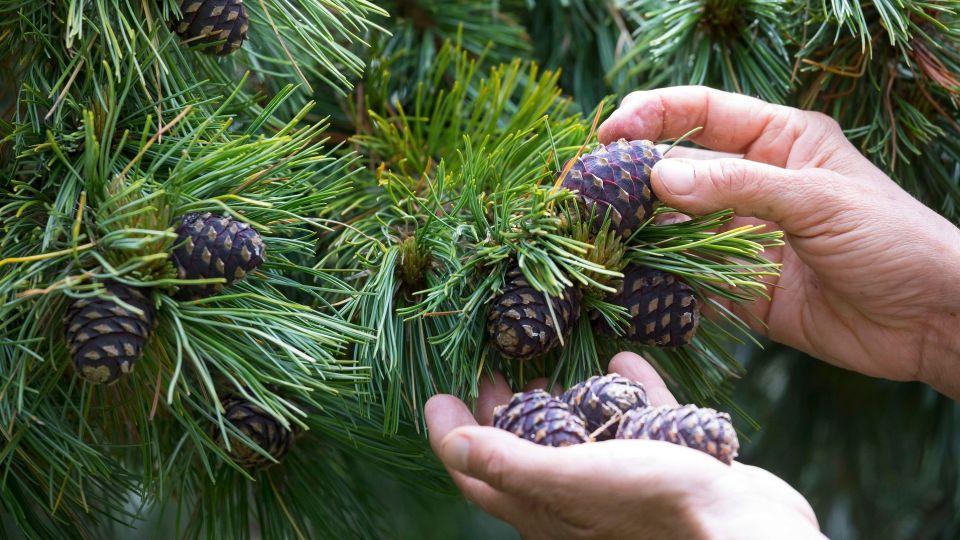 Шишки годятся не только для поделок: вот как их используют опытные цветоводы