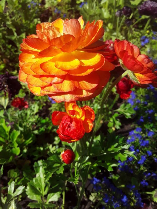 Как вырастить ранункулюсы и заботиться о питомцах: советы садоводов