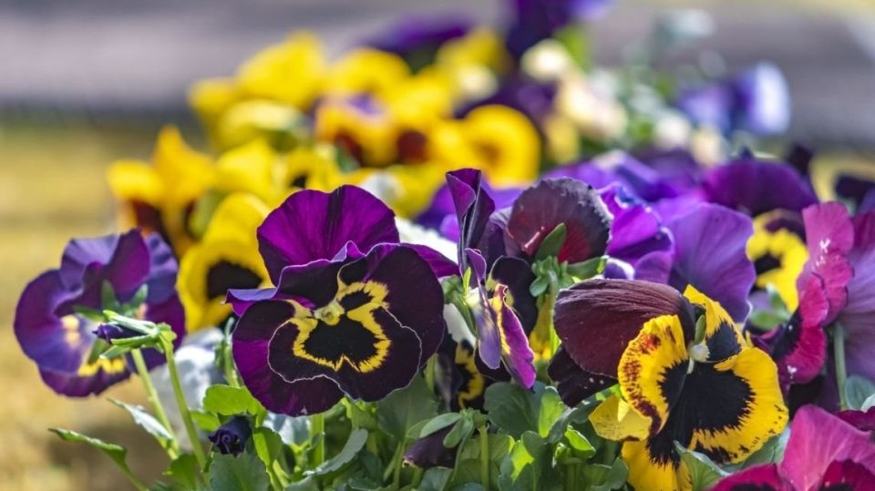 Три метода посева виолы: как легко вырастить красочный цветник