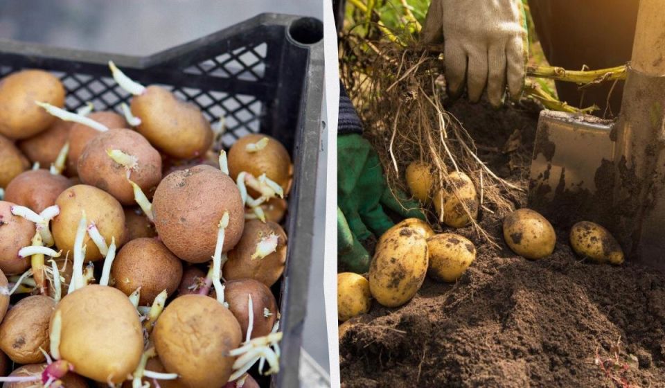 Как проращивание и разрезание картофеля могут увеличить ваш урожай