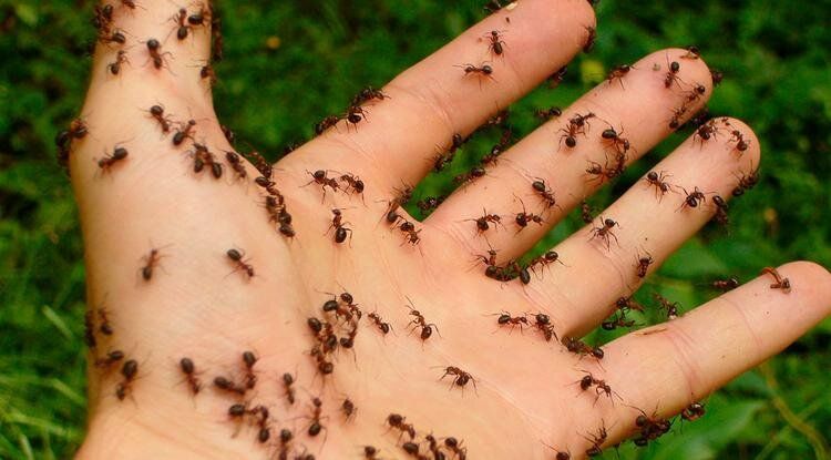 Эко-методы борьбы с муравьями: как избавиться от вредителей на участке без химии