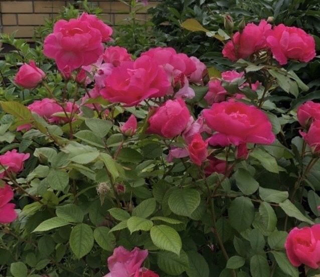 Как правильно сажать розы: советы по оформлению живых изгородей и розариев