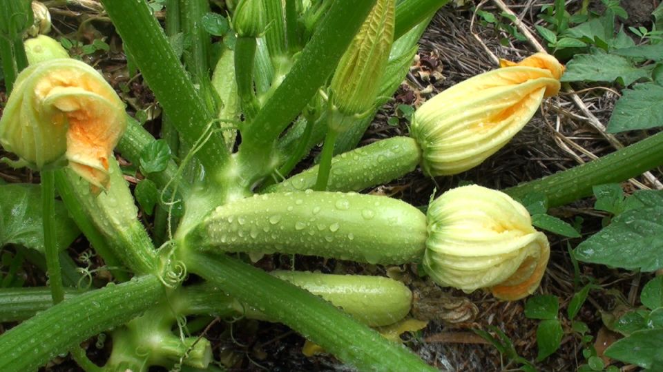 Почему кабачки страдают от пустоцветов и гниения завязей