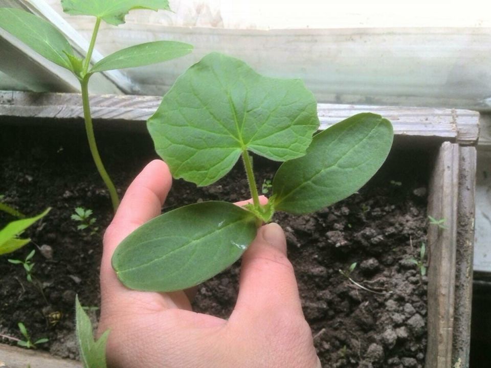 Как вырастить огурцы в домашних условиях: три ключевых фактора успеха