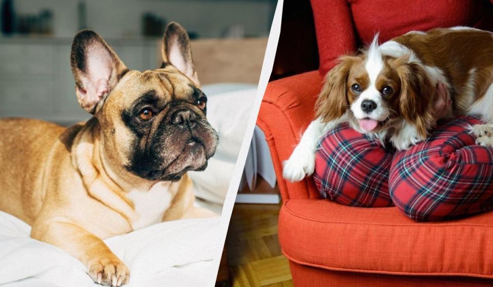 Собачьи болезни: какие породы могут опустошить ваш кошелек