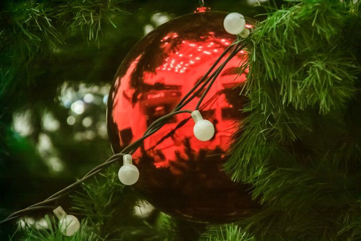 Какую елку лучше выбрать на Новый Год