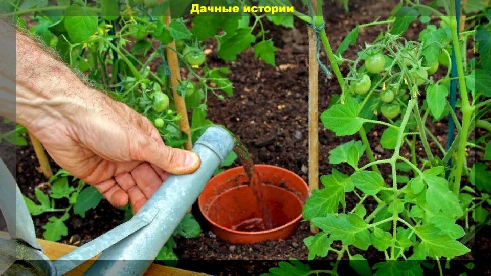 Как правильно поливать томаты в конце сезона: советы для здоровья растений и вкуса плодов