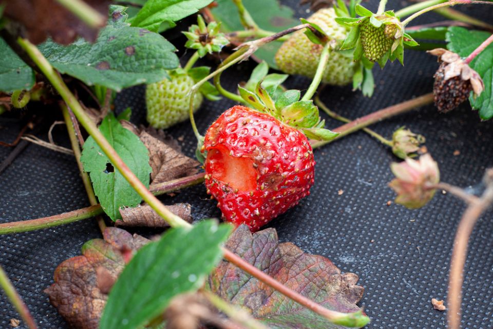 Вредители клубники: опасные соседи вашего урожая