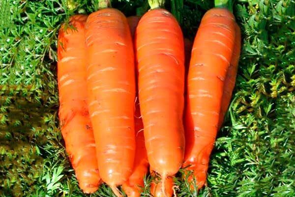 Морковь Алёнка: секреты успешного выращивания и оптимальный уход