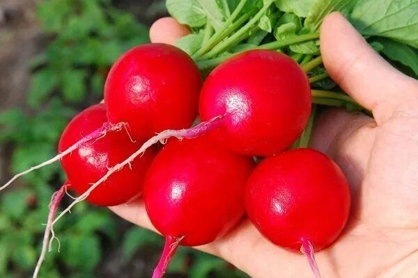 Редис Денис: секреты успешного выращивания популярного сорта
