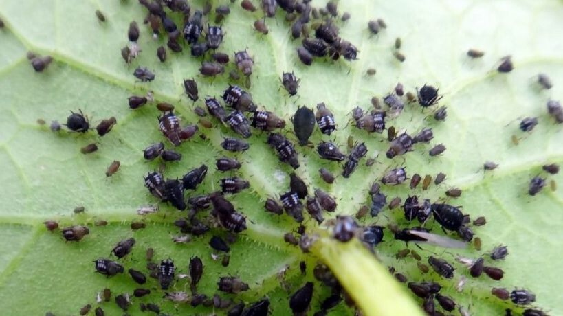 Эффективные народные средства против тли: секреты и рецепты