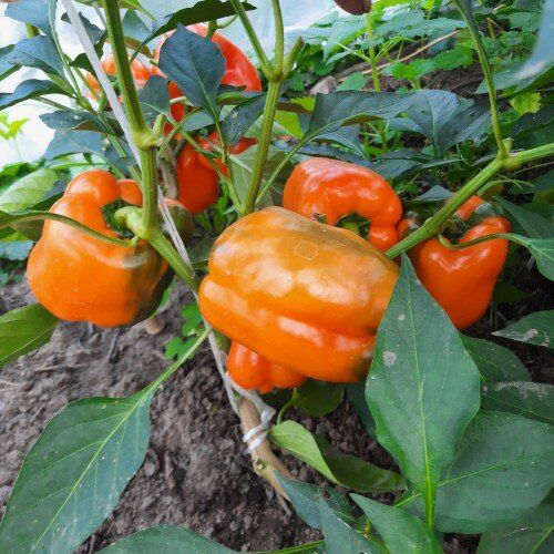 Правильная подкормка перцев: основные моменты