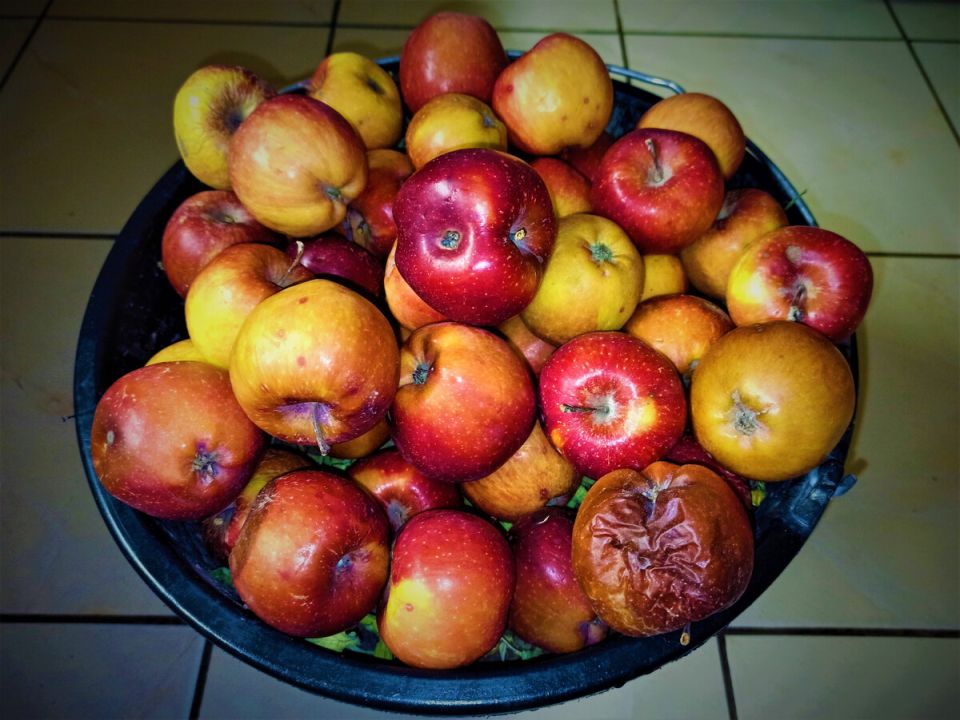 Падалица как источник удобрения: два взгляда на пользу