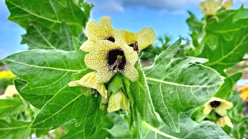 Запретные растения: что может поставить ваш участок под угрозу?