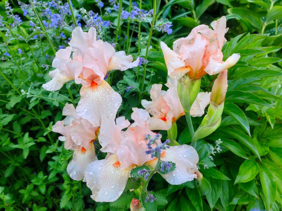 Как ирисы могут стать настоящими ангелами в вашем саду