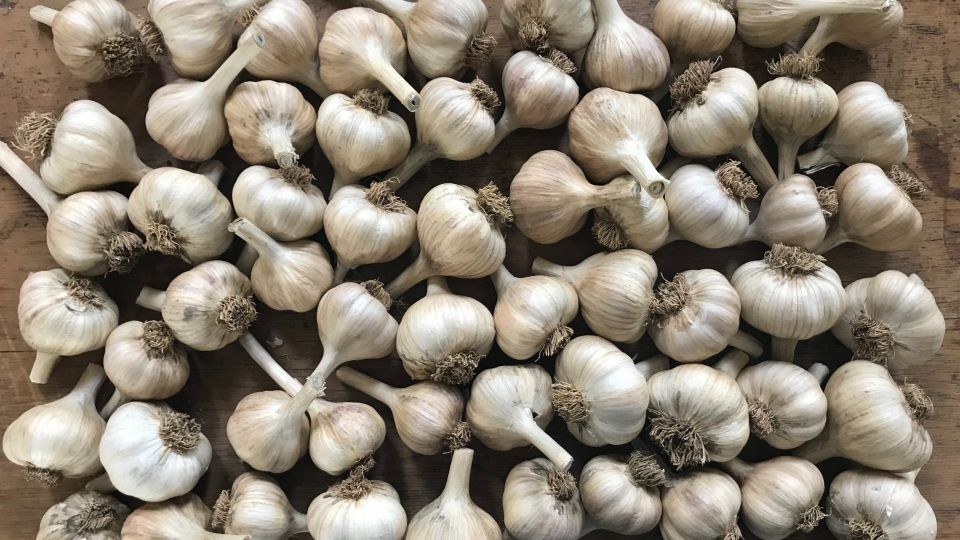 Урожая озимого чеснока не дождетесь: его загубит эта популярная процедура