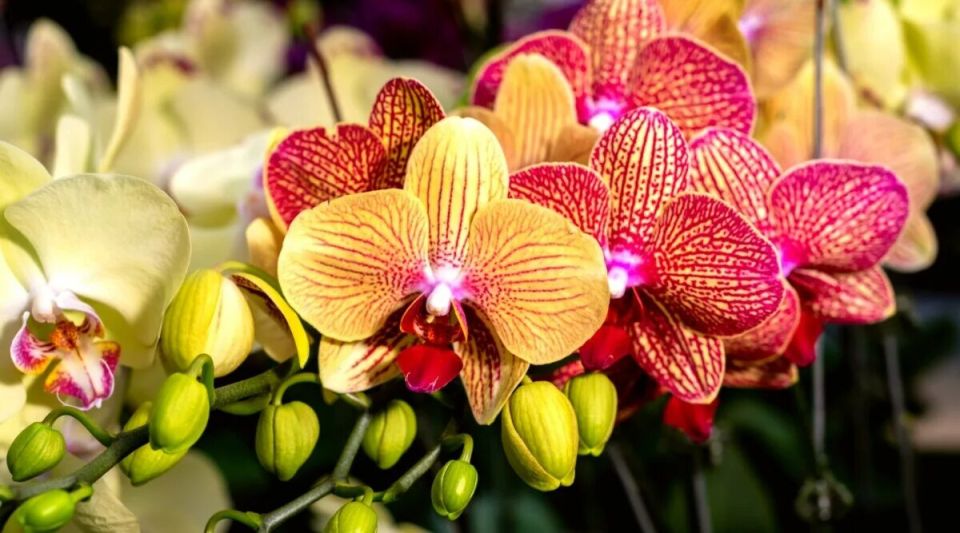 Секреты цветения орхидей: почему они отказываются радовать?