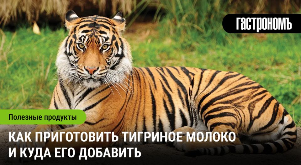 Тигриное молоко: мистический соус, которому стоит уделить внимание