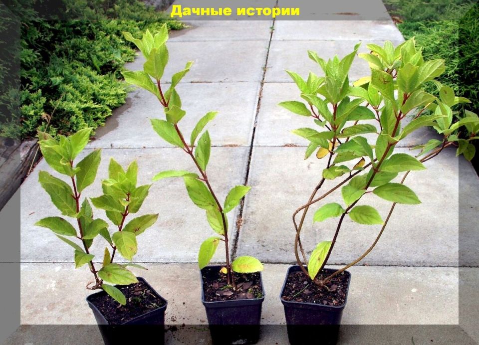 Как правильно посадить гортензию осенью: секреты успешного цветения