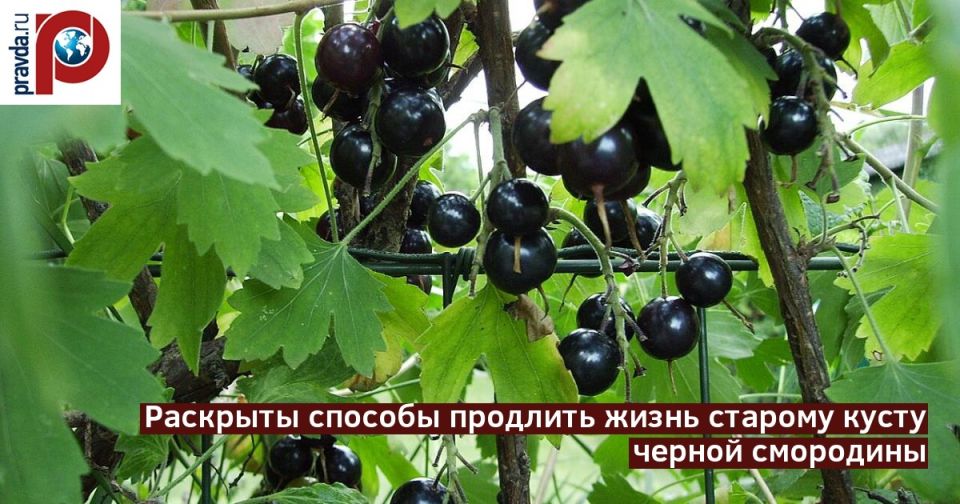 Секреты устойчивой смородины: как сохранить урожай на долгие годы