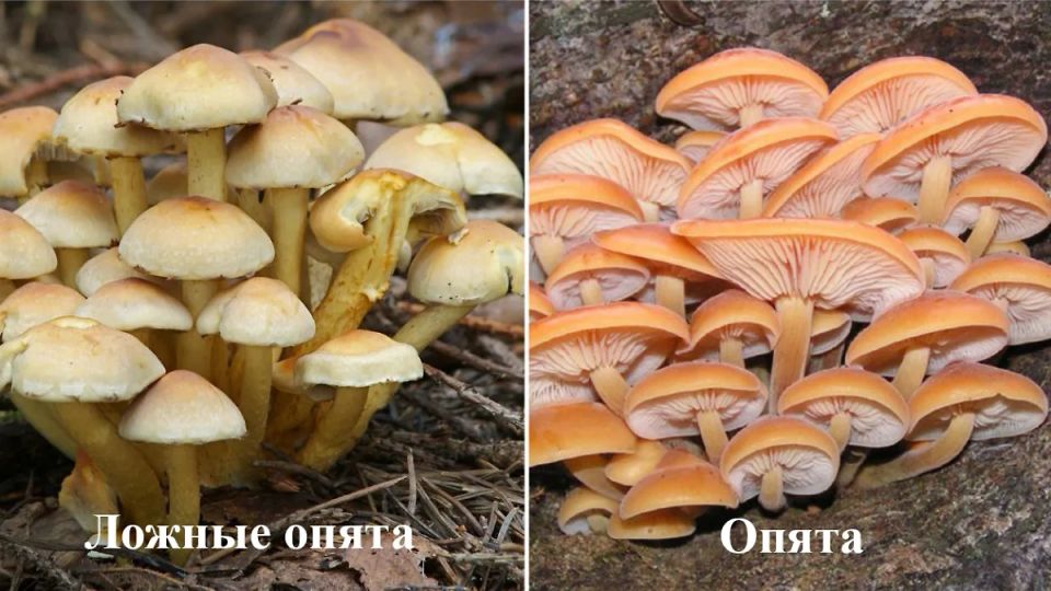 Опознать настоящие опята и избежать ошибок