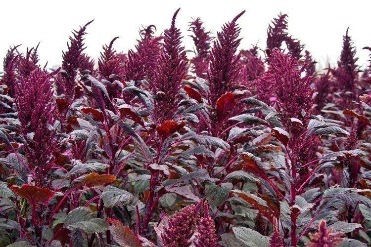 Амарант: потерянное наследие или ошибка истории?