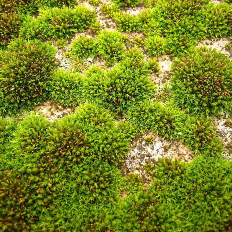 Опасные зелёные гости: мох на крыше и его влияние на ваш дом