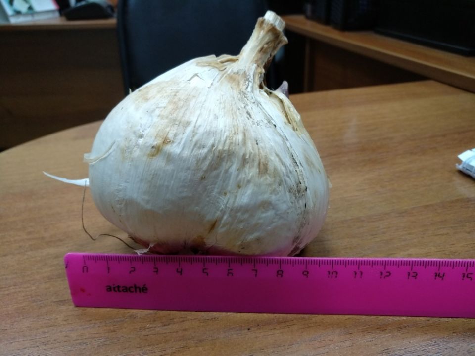 Чеснок Рокамболь: как сделать свой участок настоящим зеленым раем