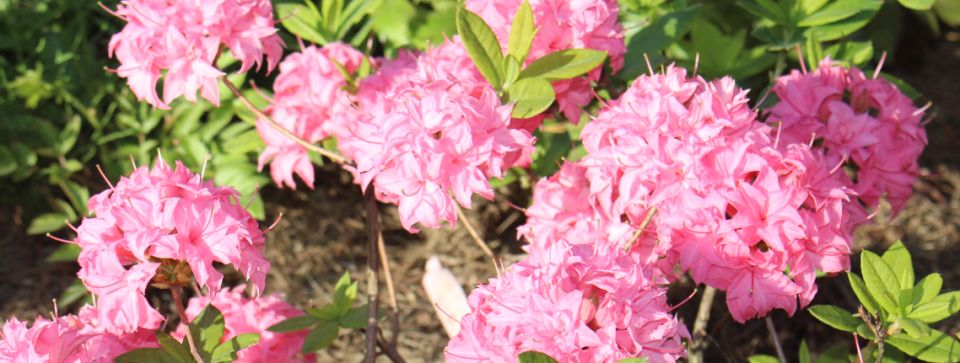 Выбор растений в 2025 году: советы и рекомендации для покупателей