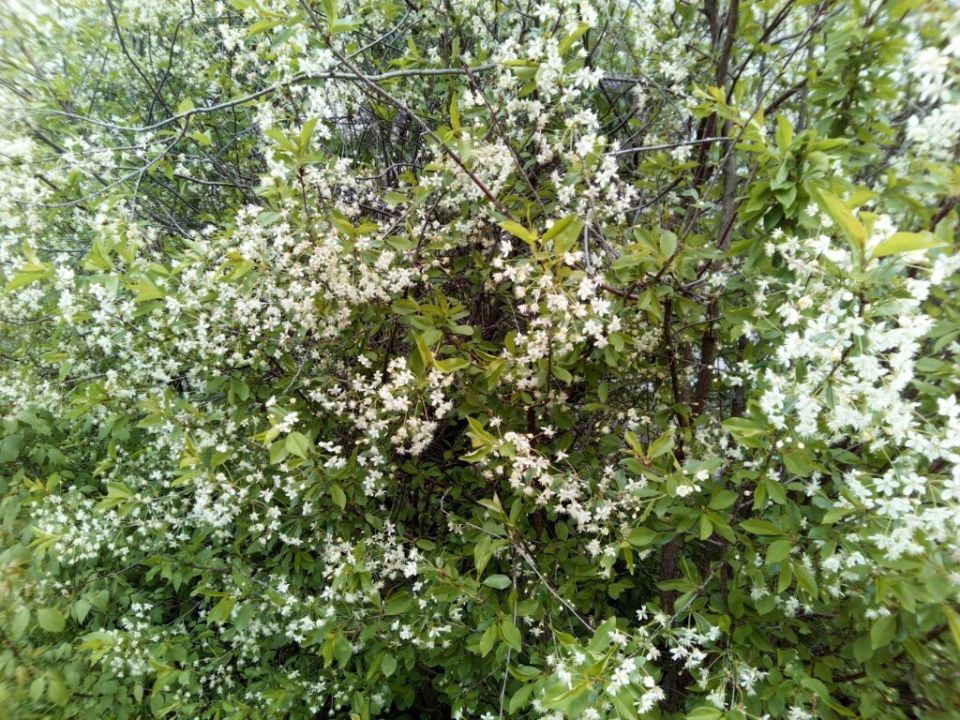 Как сделать цветение плодовых деревьев настоящим праздником для урожая