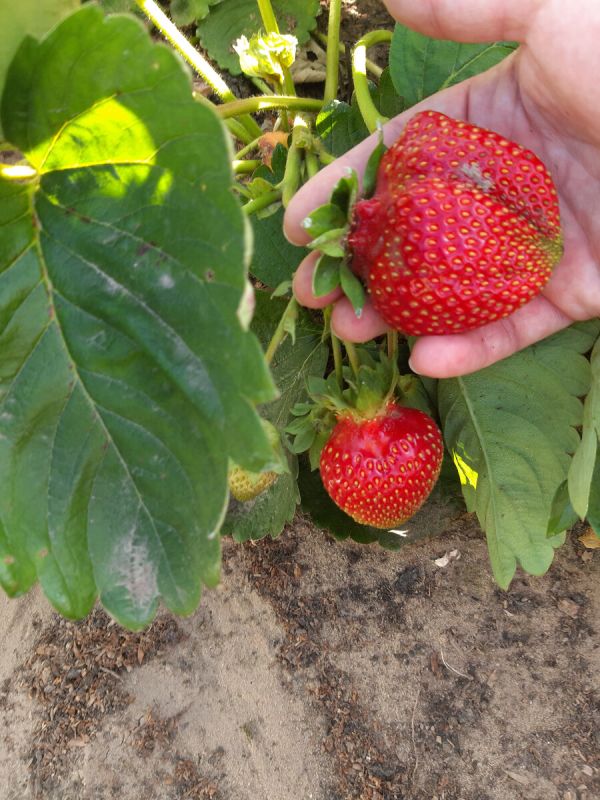 Клубничные саженцы Зефир: сладкий выбор для дачников Рязани