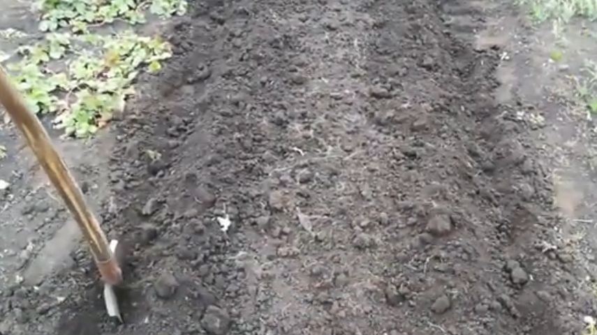 Секреты получения крупного чеснока: как подготовить грядку в августе