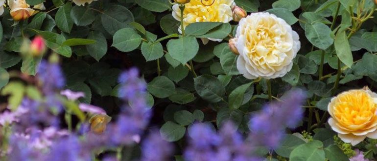 Лаванда в саду: идеальные соседи и компаньоны