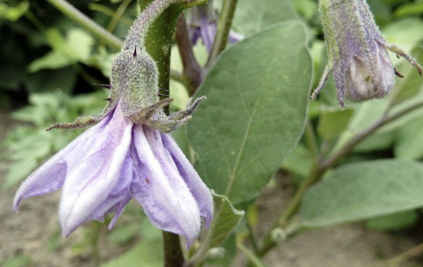 Причины отсутствия завязей у баклажанов и как с этим бороться