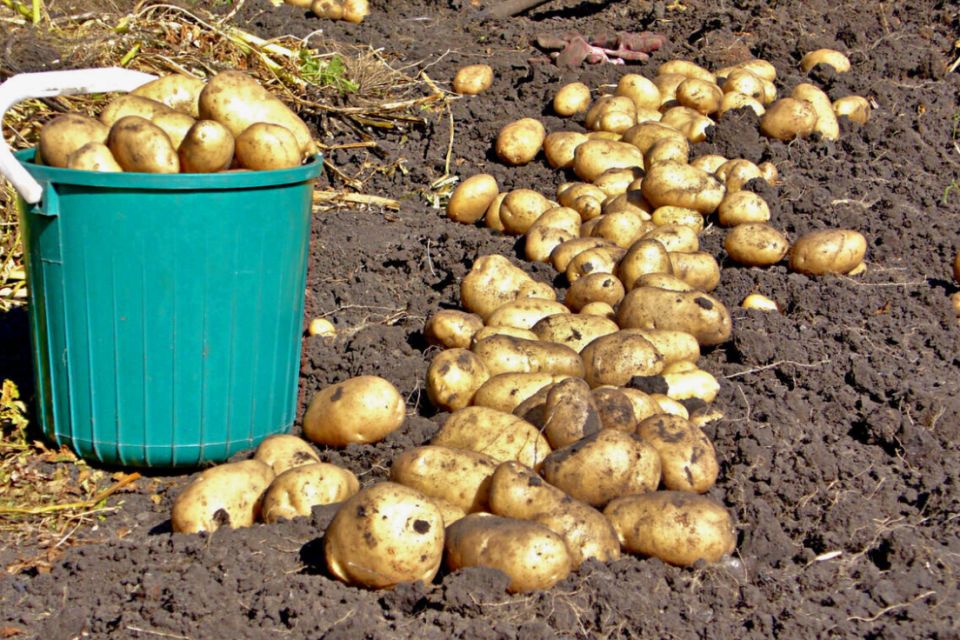 Когда пора выкапывать картошку: советы и хитрости для успешного сбора урожая