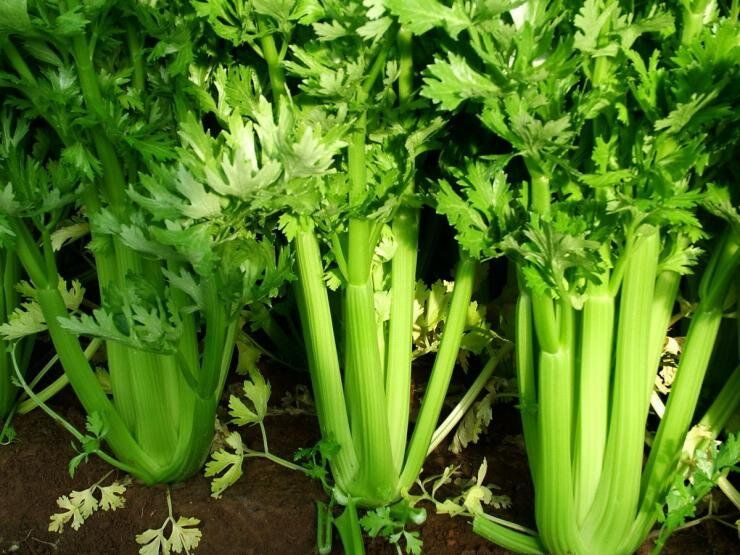 Хранение корневого сельдерея: советы и сорта