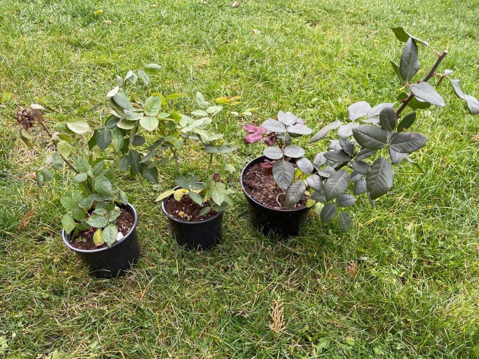 Как оживить слабые саженцы: два действенных решения для крепкого роста