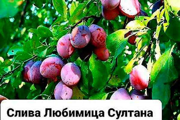 Слива Любимица Султана: секрет успеха и популярности среди садоводов