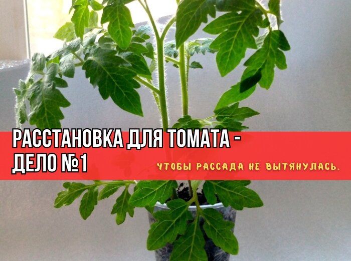 Эффективные секреты правильной расстановки томатов: как добиться robust роста