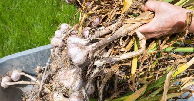 Когда убирать чеснок: советы для вашего огорода